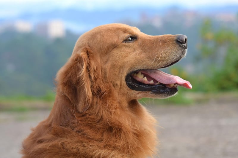 Another gundog famed for it's placid nature, intelligence and good humour, the Golden Retriever is a perfect family pooch.