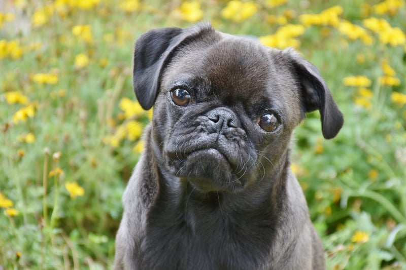 The Pug is another dog that may ignore its housebreaking training when it suits them. These diminutive characters hate the cold and wet weather, so may unilaterally decide to avoid it entirely.