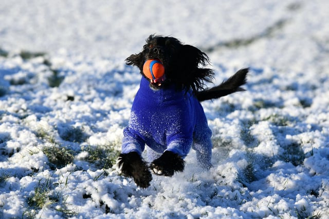 Skye, a six-year-old cocker spaniel from Bonnybridge playing in the snow.
