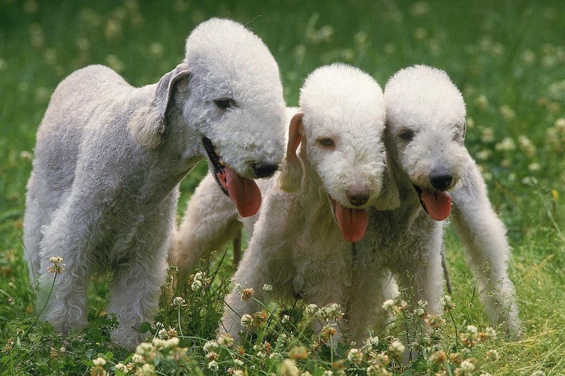 Even if you don't accept that the Bedlington Terrier is ugly, it's surely not up for debate that it's a very odd looking dog. Its appearance suggests there might be a small sheep somewhere in the family tree.