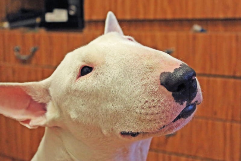 The English Bull Terrier reserves its cutest face for its human family's mealtime, often accompanied by small, excited whimpers just in case there was any doubt about its levels of hunger.