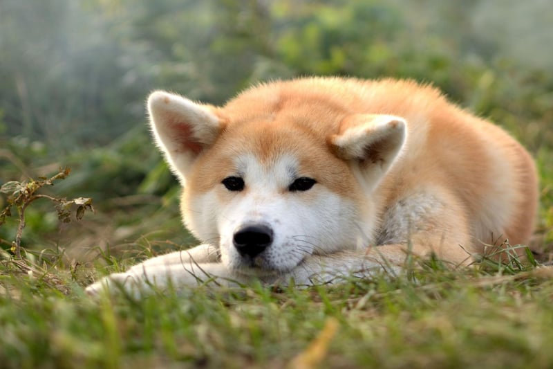 The people of Japan love the Akita so much they even have a museum dedicated to the breed, The Akita Dog Museum in Odate, founded by the Akita Dog Preservation Society, is a celebration of everything to do with the dogs. Visitors are often greeted at the entrance by volunteer pups.