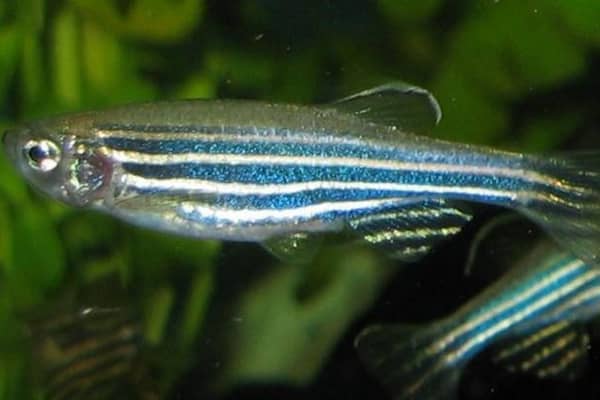 Zebrafish played a key role in the research