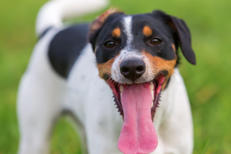 In ninth place with 440 registrations in 2020 is the Parson Russell Terrier. This breed was the original 18th century fox terrier and was named after famous breeder Reverend Jack Russell.