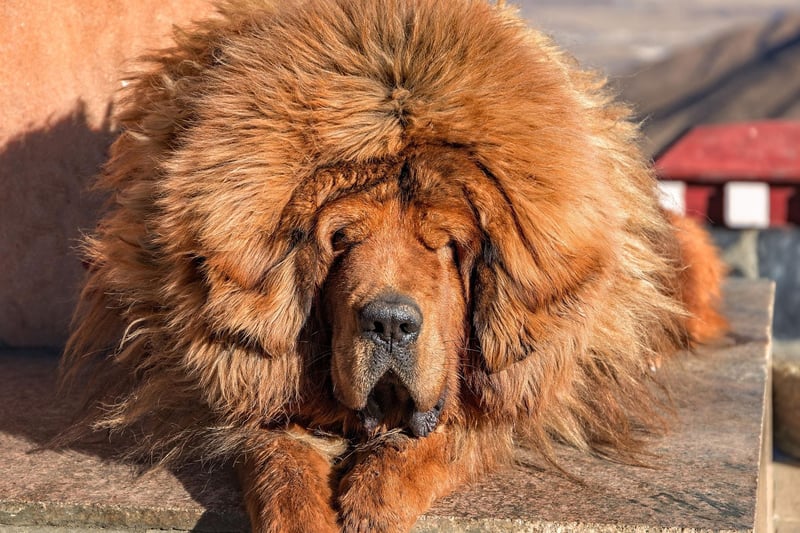 Highly prized as a status symbol in China, the Tibetan Mastiff's thick double coat can be groomed to make the dogs look like they have a lion's mane. In fact, some people mistakenly believed that the breed was descended from the king of the jungle. They shed once a year - covering anything they brush up against with mats of fur.
