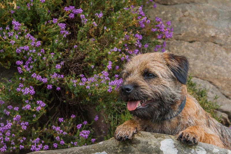 And the award for the fifth most popular Border Terrier name goes to Oscar. It's a Gaelic name meaning 'spear of the gods'.