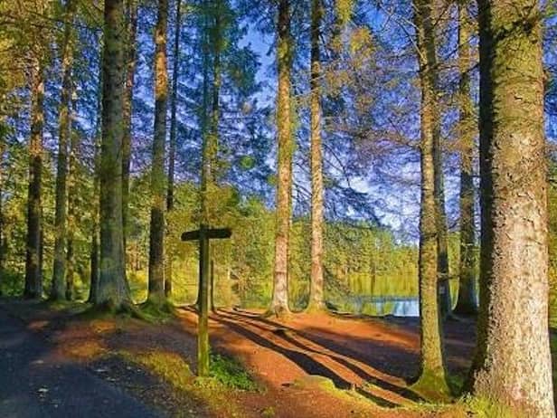 The latest high winds brought multiple trees down once again on managed woodland sites, including Beecraigs.