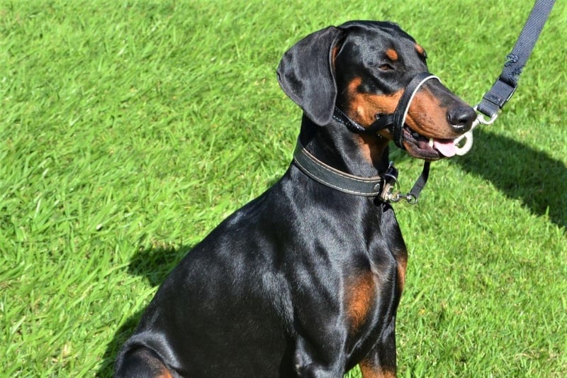 Dobermanns, also known as Doberman Pinschers, complete the top five of most obedient dogs. They make great guard dogs and are incredibly loyal.