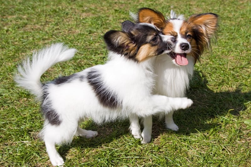Stanley Coren's landmark book 'The Intelligence of Dogs' rates the Papillon as the eighth smartest of all the recognised dog breeds.