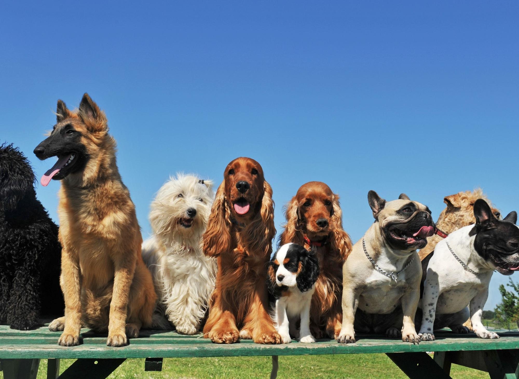 Top British Dogs: These are the 13 most common breeds of adorable dog in the UK - including the loving Lab 🐶 - Vimarsana News