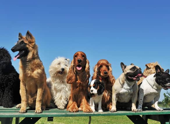 These are the most popular dogs breeds according to the Kennel Club.