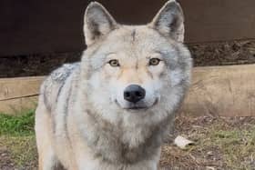 The wolfdogs are now thriving in their new home at The Little Zoo in Wiltshire (Pic: The Little Zoo)