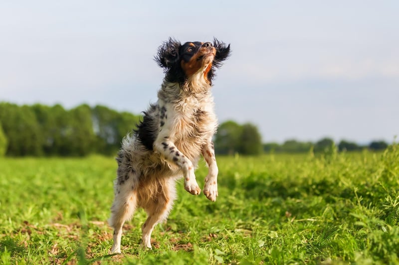 They may be an unusual breed in the UK, but the Brittany is a smart dog that is easy to train. These pups tend to respond more to the carrot than the stick, so you'll want to make sure your pet knows it will get a reward if it behaves.