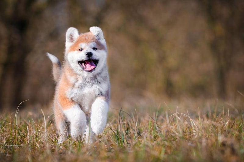 The UK's first Akita didn't arrive until 1937. A year later the author and disability rights campaigner Helen Keller is credited with bringing the Akita to America after being gifted two of the dogs by the Japanese government. Australia were an even later adopter of the breed with the first Akita arriving in 1982, followed by New Zealand in 1986.