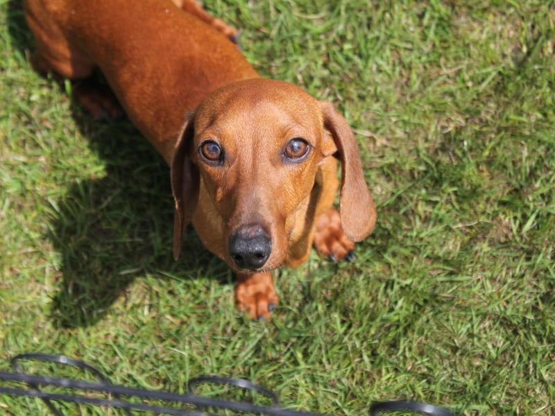 Breaking into the top five is the Miniature Smooth Haired Dachshund, which has enjoyed a 24 per cent rise in registration numbers in just a single year. there are now five times as many of the cute sausage dogs as there were a decade ago.