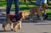 The Great British Dog Walk in aid of Hearing Dogs took place at the weekend in Falkirk.