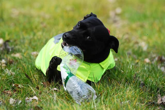 Lexi the Litter Pup has become well-known for clearing up rubbish in the Falkirk area. Picture: Michael Gillen.