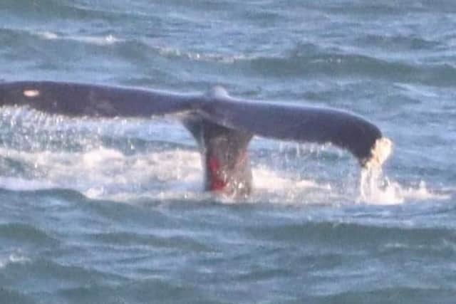 Wildlife enthusiast Ronnie Mackie took pictures of the whale's injuries.