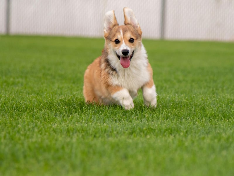WIth 887 Kennel Club registrations in 2020, the Pembroke Welsh Corgi is the third most popular breed of pastoral dog. They were originally bred to herd cattle.