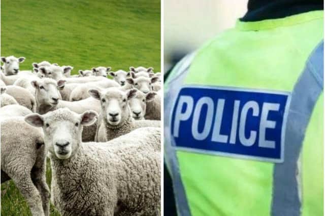 Dog owners have been warned it is legal for farmers to shoot their pets, if they are putting livestock in danger.