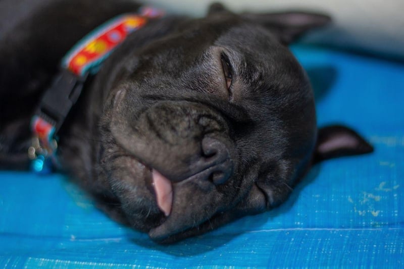 The French Bulldog is currently challenging the Labrador Retriever for the title of most popular dog breed in the UK. Their calm temperament makes them great companion dogs, while they'll also enjoy making new friends - both doggy and human - at the park.