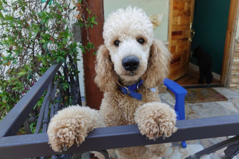 Perhaps the dog breed people think of first when imagining the perfect show pup, the Standard Poodle has five Westminster titles.