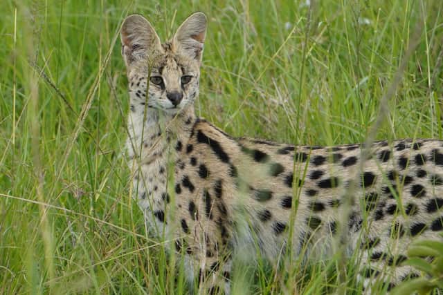 Three licences have been issued by Falkirk Council for serval cats.
