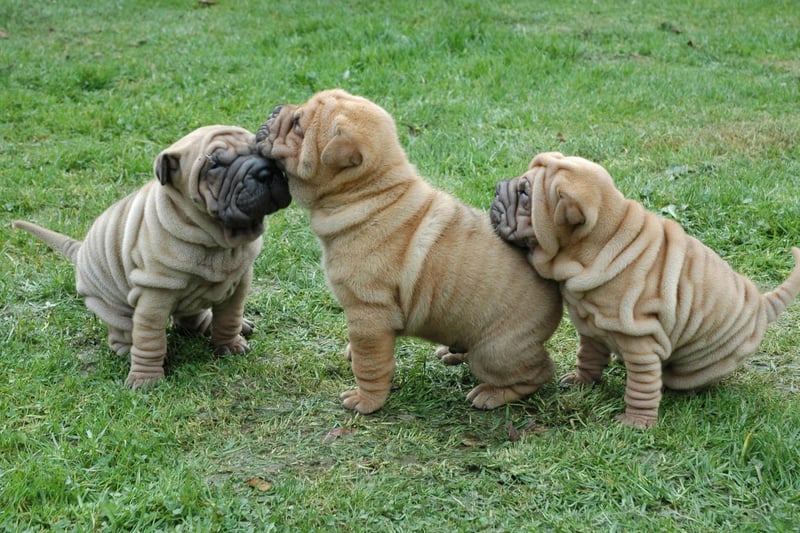 The Shar-Pei is perhaps the biggest loner of the dog world - often actively avoiding their owner in even the smallest of flats.