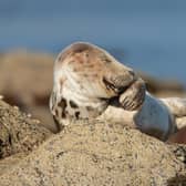 Grey seal pup appears to be giggling. I loved the expression captured. It looks so human-like.  I was lying on a rocky beach for hours, as motionlessly as possible, patiently waiting for seal life to unfold around me. This seal pup came onto the shore for a bit of rest and ended up sleeping on its chosen rock for hours before the incoming tide forced it to move more inland. Occasionally, it would stretch and yawn and it was one of the yawns that led to this expression, looking as if the seal was giggling.
Animal: Grey seal
Location of shot: Ravenscar