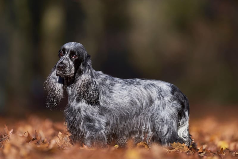 The 11 breeds of dog most likely to be crowned best in show