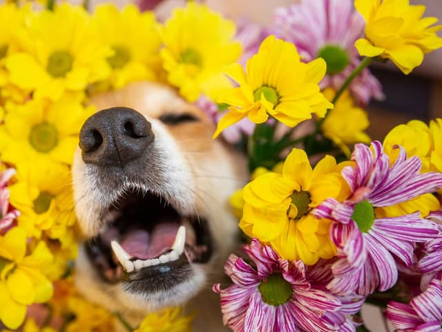 Look out for allergies in dogs (photo: Adobe)