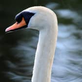 The Scottish SPCA is warning people not to attempt to rescue any swans which have become trapped in ice