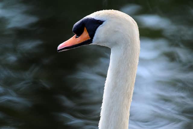 The Scottish SPCA is warning people not to attempt to rescue any swans which have become trapped in ice