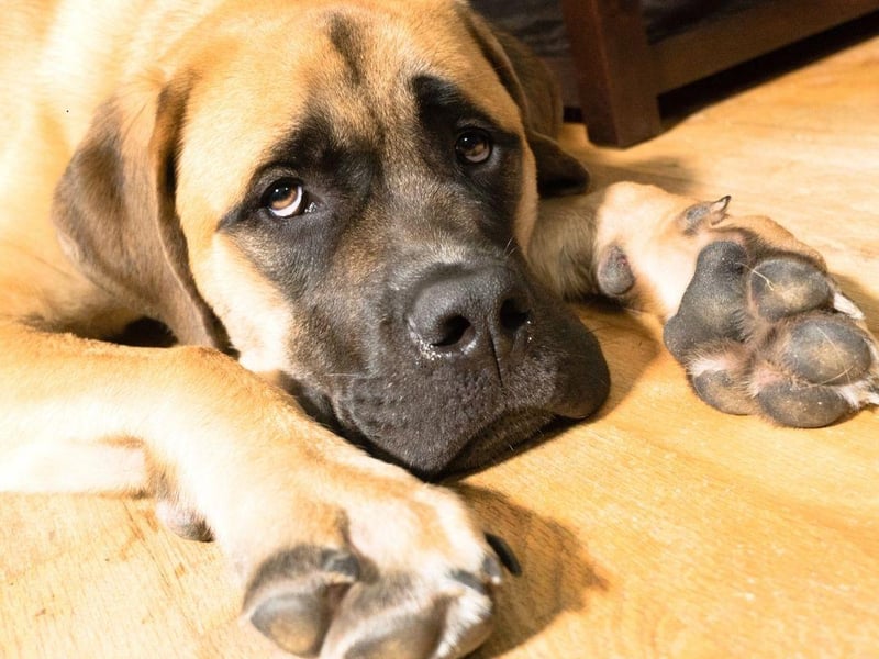 The Mastiff's impressive 552 psi bite has been used to great effect over the years in everything from guarding villages to hunting wolves. Now they are more often gentle giants used as family dogs.