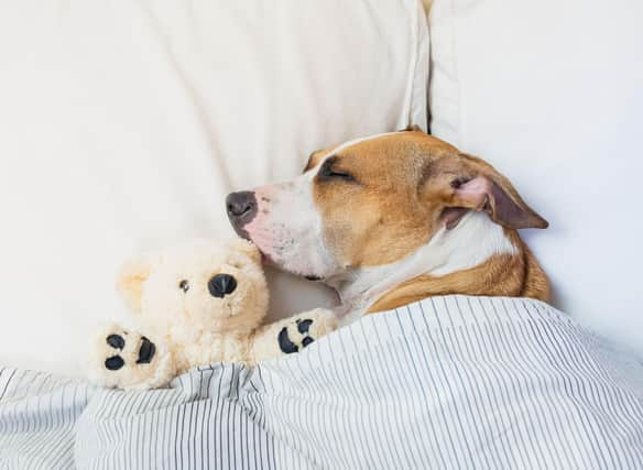 Some dogs are better to share a bed with than others.