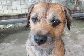 The little border terrier was found wandering the streets of Grangemouth alone on Wednesday