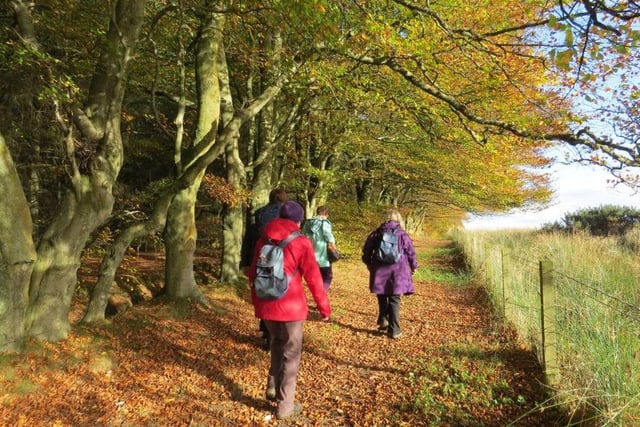 Walks don't get much more atmospheric than the historic trek from Larbert to Torwood, taking in a 2000-year-old broch, 500-year-old castle and a strange, blue pool. Once the main road to Stirling, it is lined with ancient trees. Picture: Falkirk Council Ranger Service.