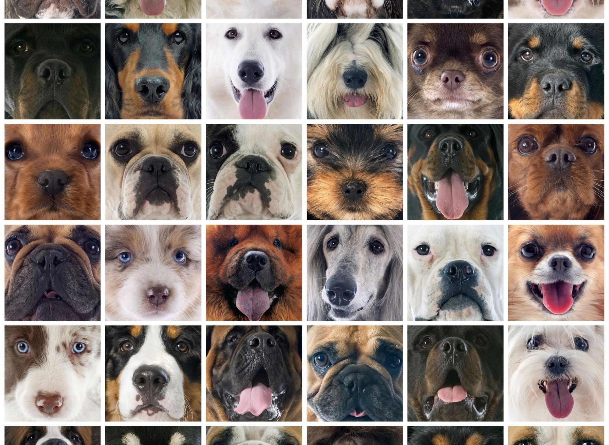 Dogs WIth Short Live: These are are the 10 breeds of adorable dog with the shortest average lifespans - including the loving Rottweiler 🐕 - Vimarsana News