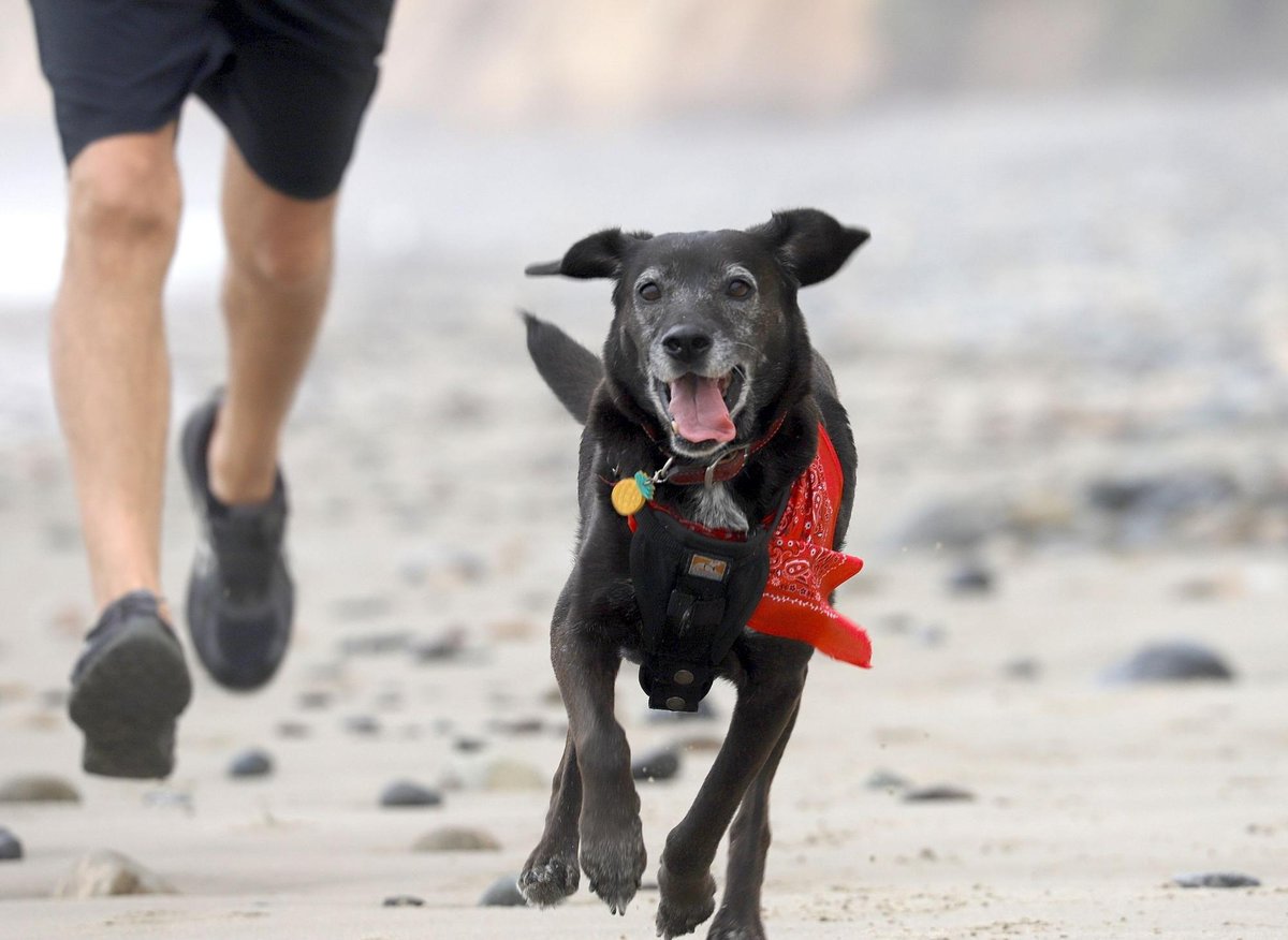 Here are the 10 breeds of fit dogs that will be perfect running buddies