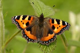 If you do one thing for nature this year, get out for the count this summer; a small tortoiseshell captured by Iain H Leach.