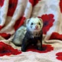 People who took on pets like this ferret, named Gunther by Scottish SPCA staff, are abandoning them because of rising bosts