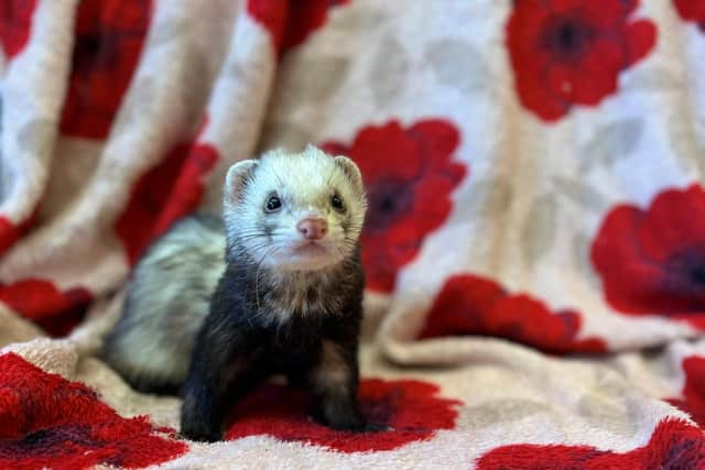 People who took on pets like this ferret, named Gunther by Scottish SPCA staff, are abandoning them because of rising bosts