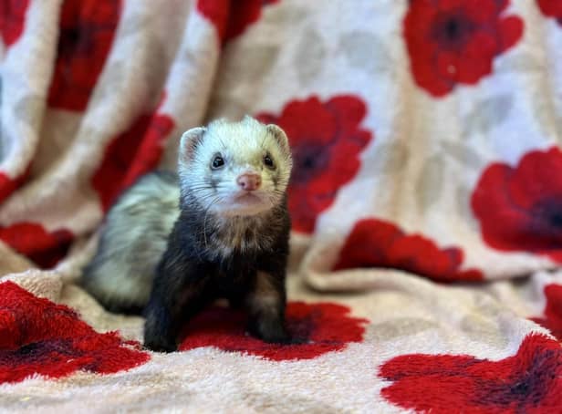 People who took on pets like this ferret, named Gunther by Scottish SPCA staff, are abandoning them because of rising bosts