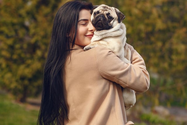 Pugs were brought to Europe from China in the 16 century and were popularized in Western Europe by the House of Orange of the Netherlands.