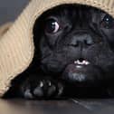 Some dogs get very stressed by the sounds and smells of fireworks on Bonfire Night, but there are things you can do to help them cope.
