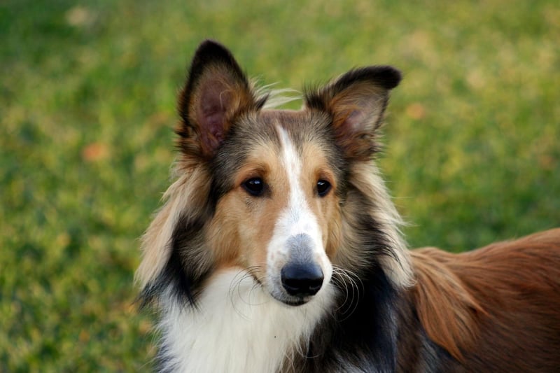 Originally called the Shetland Collie, confusion with the Rough Collie led to this breed, affectionately known as the Sheltie, being renamed the Shetland Sheepdog. There were 640 new registrations in 2020.