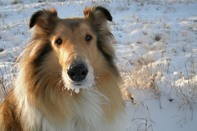 One of the most famous dogs of the screen was Lassie, a loyal Collie that would do anything for its family. It's certainly not fictional to call this breed of loyal - they love their families unquestioningly.