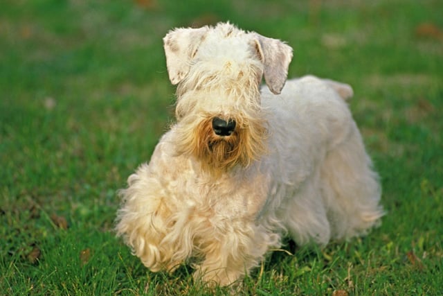 Completing our list is the fifth terrier breed to make the top 10. The Sealyham Terrier may be a more unusual breed, but it has also been crowned Best in Show at Westminster four times.