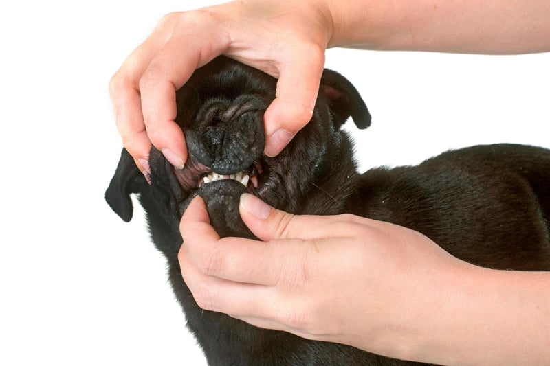 Pugs, along with other short-snouted dog breeds like Bulldogs and Boston Terriers, regularly develop dental issues due to their tiny mouths being overcrowded with teeth. This means it's easy for plaque to build up causing gingivitis, gum disease and tooth loss. Just like with humans, the key is to keep their teeth clean.
