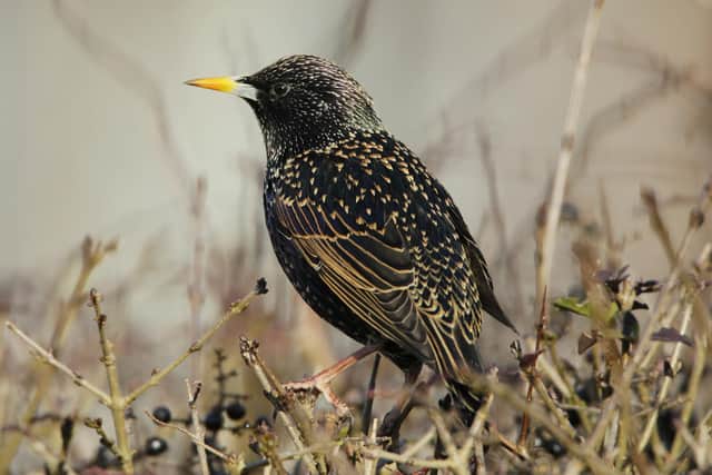 ​Starling was in number two spot in both the UK and Scotland in 2023.